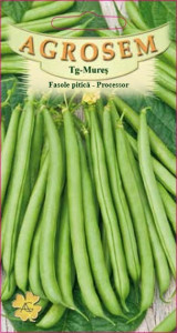 Seminte de fasole pitica verde Processor 10 grame