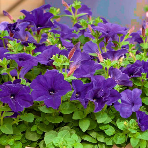 Seminte de Petunie mov, cu flori mari violet, deosebit de frumoase, Agrosem, 0,1 g.