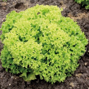 Seminte de salata Lollo Bionda 1.5g, Agrosem