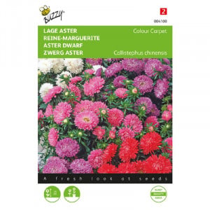Seminte de Aster pitic Colour Carpet, 0,75g, Buzzy, Olanda