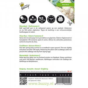 Seminte de conopida de toamna Giant, 2,1 g, Buzzy, Olanda