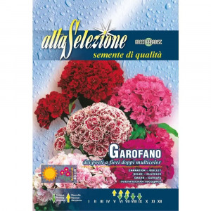 Seminte de Garofita de gradina Flori duble multicolor, 1.5g, Franchi