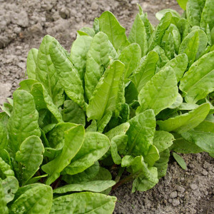 Seminte de macris, planta aromatica si medicinala, Agrosem, 4gr.
