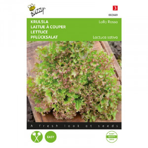 Seminte de salata creata Lollo Rossa, 2 g, Buzzy, Olanda