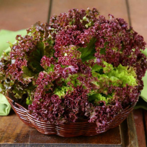 Seminte de salata Lollo Rossa, salata creata rosie soi timpuriu, Agrosem, 1,5g