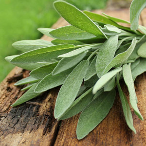 Seminte de Salvie planta aromatica, medicinala, Agrosem, 0,4gr.