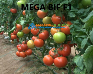 Seminte de tomate bif, mega bif f1, 100 seminte, GENETIKA