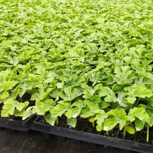 Tavi alveolare pentru rasaduri - semanat, legume si flori, alveole 85 celule