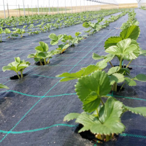 Agrotextil folie mulcire sol antiburuieni, dimensiune 4m x 10m, negru cu dungi verzi