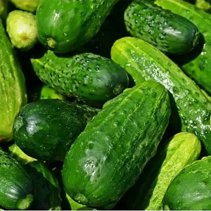 Seminte de castraveti Mapamond, tip cornison, soi timpuriu cu pulpa crocanta si gustoasa, 1,5g