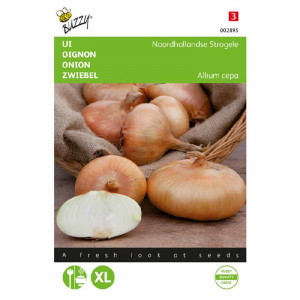 Seminte de ceapa galbena Flat Dutch, 4g, Buzzy, Olanda