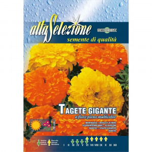Seminte de Craite Gigante cu Floare Plina multicolor, 2g, Franchi