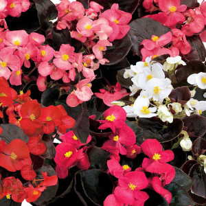 Seminte de flori Begonia Mix