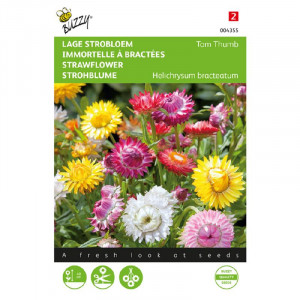 Seminte de helchrysum Tom Thumb mix, 0,75g, Buzzy, Olanda