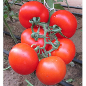 Rosii Ace 55, seminte de tomate mari, rezistente la transport si manipulare, Agrosem, 1gr