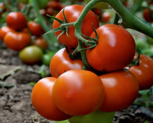 Seminte de tomate Bif, Mega Bif f1, 500 seminte, Genetika