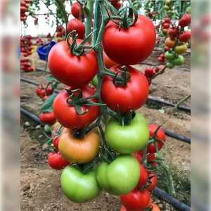 Seminte de tomate, Edanur F1, 1000 seminte, GENETIKA