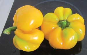 Seminte de Topepo Yellow (Gogosari Galbeni), 1g