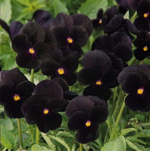 Seminte de Viola neagra / Viola Black king, 160 seminte