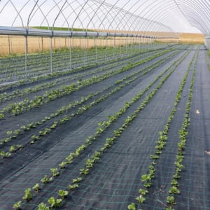 Agrotextil, antiburuieni, dimensiune 2m x 10m, negru cu dungi verzi