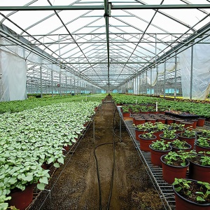 Folie solar 6,5 m x 15 m, groasa, rezistenta UV, transparenta, alba