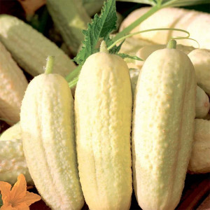 Seminte de castraveti cornichon albi Paris Small White, soi timpuriu, fructe mici, albe, gustoase, Agrosem, 1,5 g