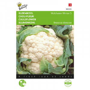 Seminte de conopida de toamna Walcheren Winter 5, 0,5 g, Buzzy, Olanda