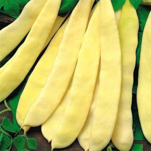 Fasole pitica galbena lata Supernano Gialo,  Agrosem,10gr