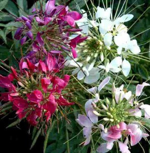 Seminte de Floarea Paianjen mix/ Cleome spinosa mix, 250 seminte