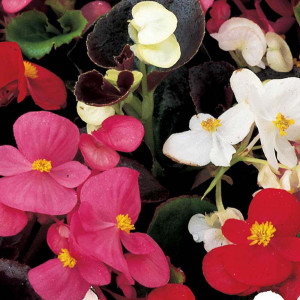 Seminte de flori Begonia Mix