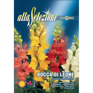 Seminte de Gura leului Gigant multicolor, 1.3g, Franchi