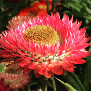Seminte de helchrysum Tom Thumb mix, 0,75g, Buzzy, Olanda