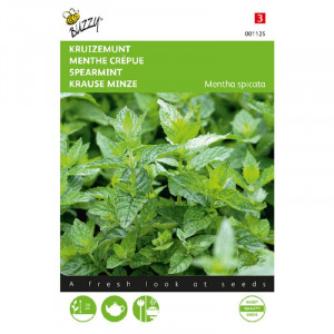 Seminte de menta comuna, 0,1 g, Buzzy, Olanda