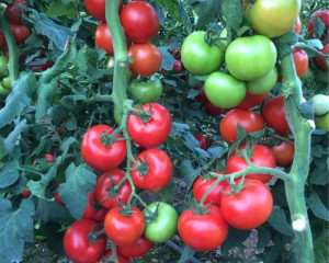 Seminte de tomate, Alanya F1, 1000 seminte, Genetika
