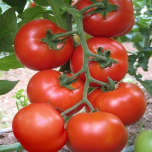 Seminte de tomate Buzau 47, soi semitimpuriu, cu crestere determinata, 0.25gr