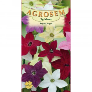 Semite de Regina Noptii mix, planta ornamentala anuala, Agrosem, 0.15g