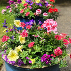 Seminte amestec de flori anuale pentru jardiniere, Agrosem, 0,70 g 