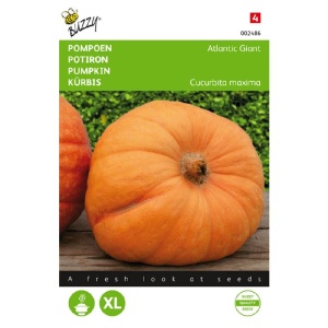 Seminte de dovleac Atlantic Giant, 2.5g, Buzzy, Olanda