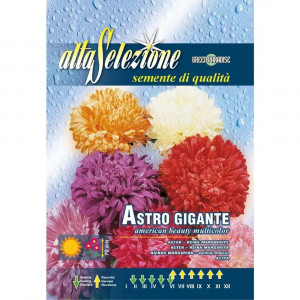 Seminte de Ochiul boului gigant, Frumoasa Americana multicolor, 1.5g, Franchi