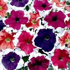 Seminte de petunia Cascada mix, 240 seminte