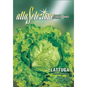 Seminte de salata Batavia Blanca, 5g, Franchi