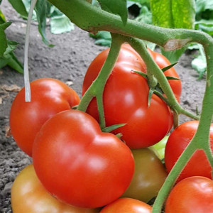Tomate Buzau 47, soi semitimpuriu, cu crestere determinata, 0.25gr