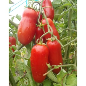 Seminte rosii soi determinat pentru camp San Marzano Nano 4, Florian, 0.5 g