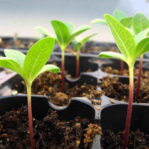 Tavi alveolare pentru rasaduri - semanat, legume si flori, alveole 288 celule