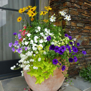 Seminte amestec de flori anuale pentru jardiniere, Agrosem, 0,70 g