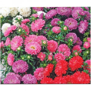 Seminte de Aster pitic Colour Carpet, 0,75g, Buzzy, Olanda