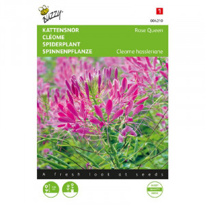 Seminte de Cleome Rose Queen, 0,75g, Buzzy, Olanda