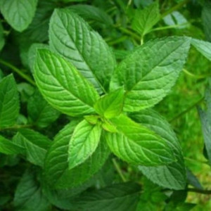 Seminte de menta, Florian