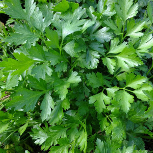 Patrunjel cu frunza neteda, Agrosel, 4gr