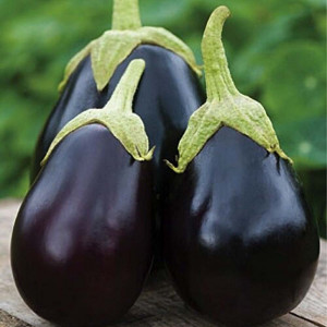 Seminte de vinete Black Beauty, forma rotund-ovala, violet-inchis, Agrosem, 2gr
